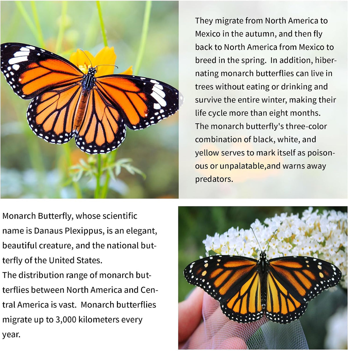 2024 New 55" Monarch Butterfly Kite for Kids and Adults Large Kites Easy to Fly Beginners Single Line String with Tail for Beach Trip Park Outdoor Activities